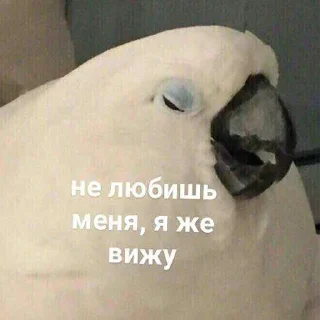 Стикер @madinka_m стики - 0