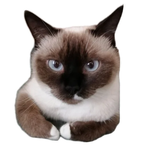 Стикер Medusik - 1