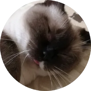 Стикер Medusa - 1