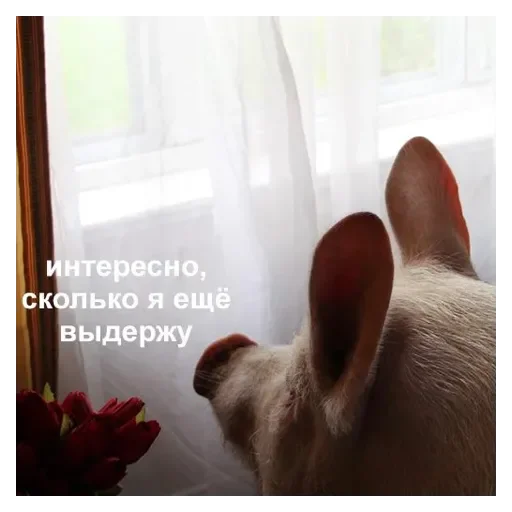 Sticker Медведь - 5