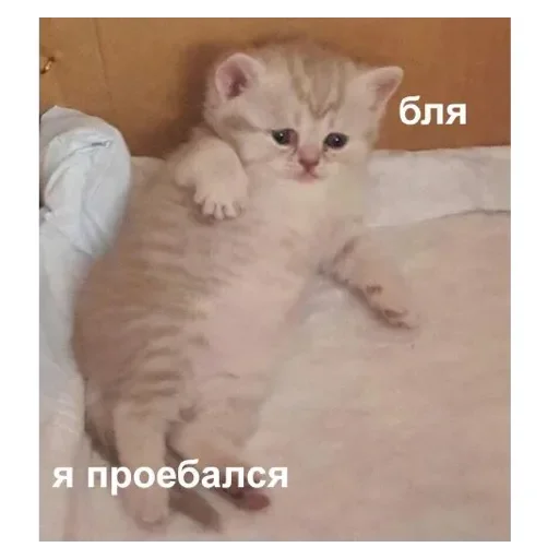 Sticker Медведь - 0