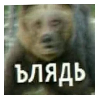Sticker Медведь соло верс - 8