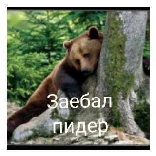 Sticker Медведь соло верс - 9