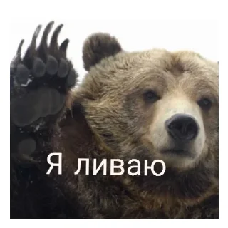 Sticker Медведь соло верс - 7