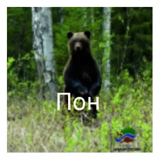 Sticker Медведь соло верс - 10