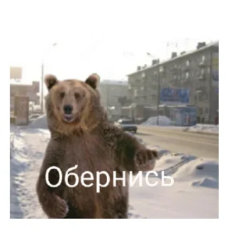 Sticker Медведь соло верс - 1