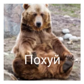Sticker Медведь соло верс - 5