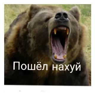 Sticker Медведь соло верс - 11