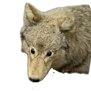 Стикер Meene pack - 9