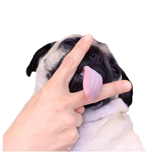 Стикер Meet The Pugs ( @Perkovec ) - 9