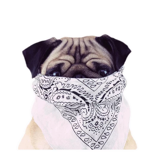 Стикер Meet The Pugs ( @Perkovec ) - 7