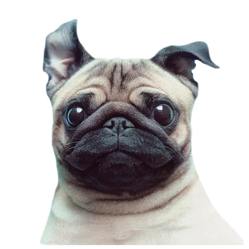 Стикер Meet The Pugs ( @Perkovec ) - 6