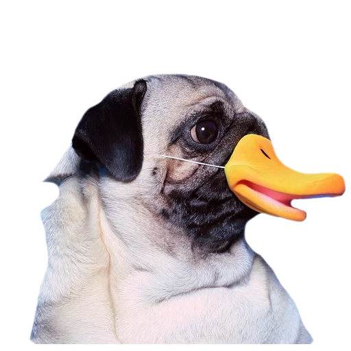 Стикер Meet The Pugs ( @Perkovec ) - 5