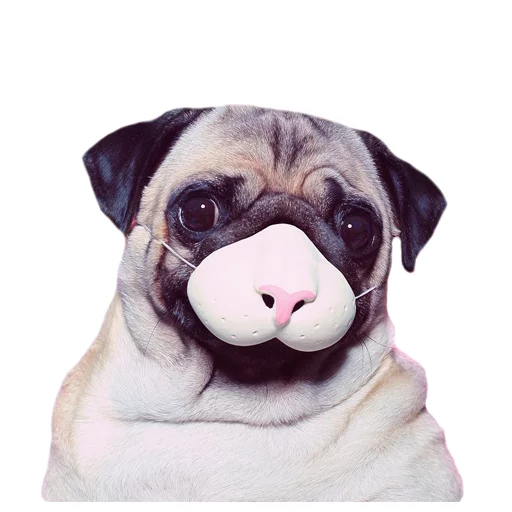 Стикер Meet The Pugs ( @Perkovec ) - 4
