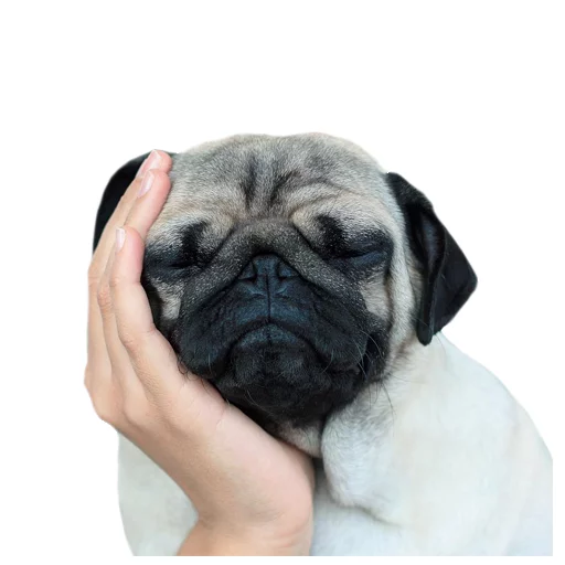 Стикер Meet The Pugs ( @Perkovec ) - 3