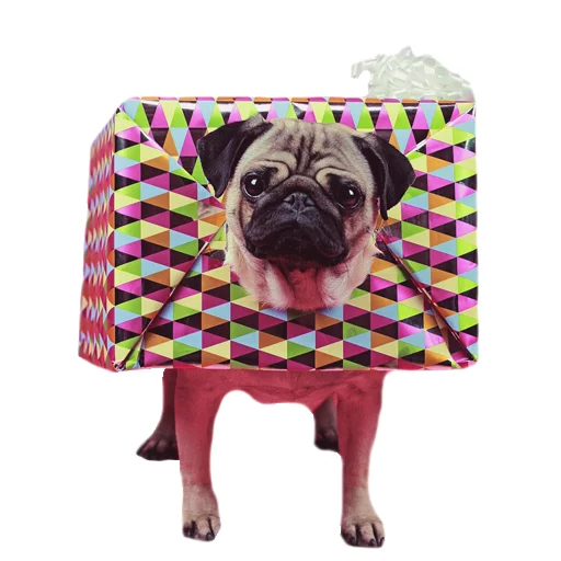 Стикер Meet The Pugs ( @Perkovec ) - 1
