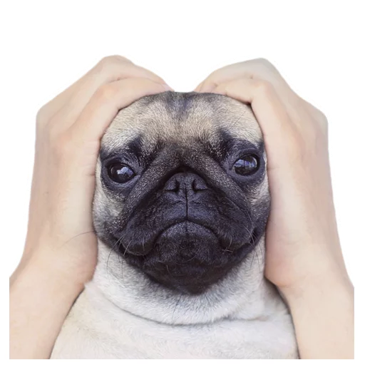 Стикер Meet The Pugs ( @Perkovec ) - 0