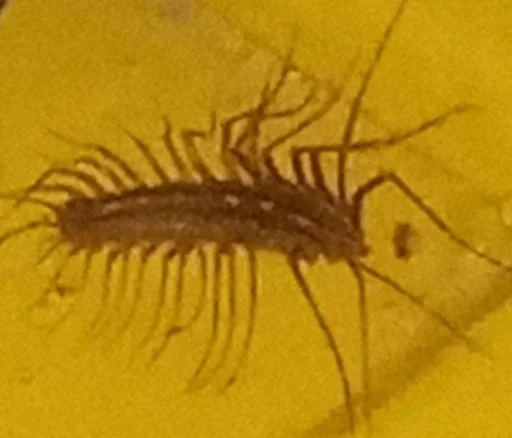 Мелодрама для детей :: @fStikBot - text