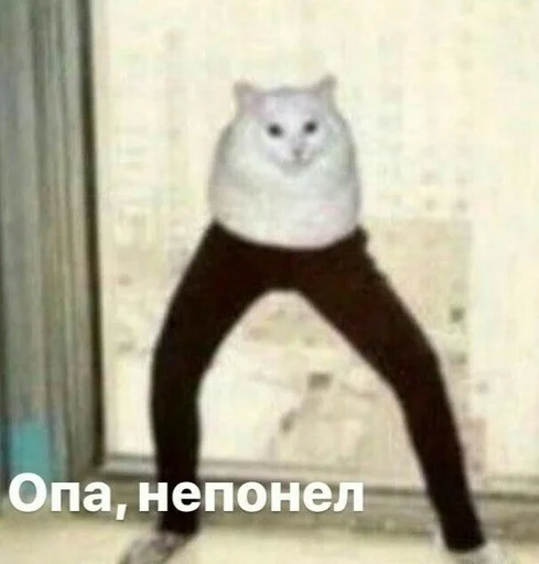 кошки малого и среднего размера активные брюки домашняя кошка