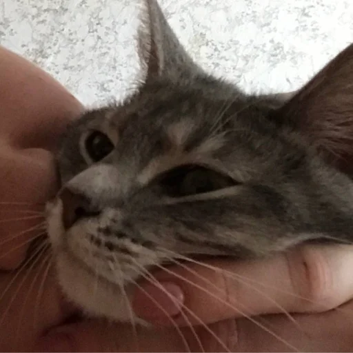 Стикер MemKisy - 1