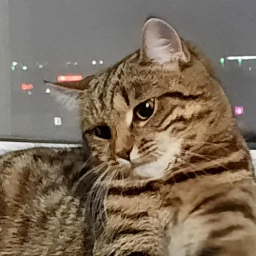 Стикер MemKisy - 1