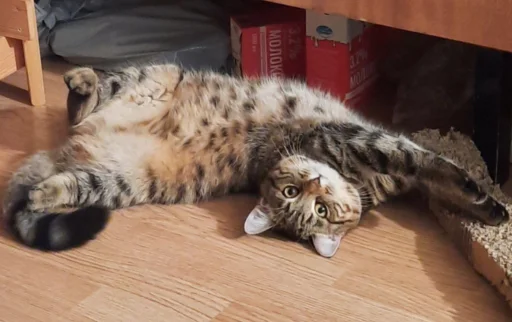 Стикер MemKisy - 1