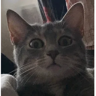 Стикер Мемные кисы - 9