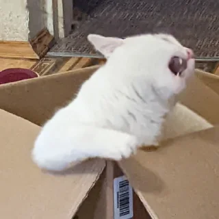 Стикер Мемные кисы - 10