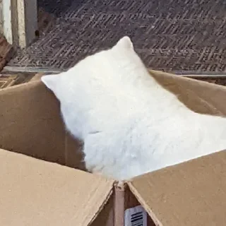 Стикер Мемные кисы - 11