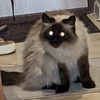 Стикер Мемные кисы - 3