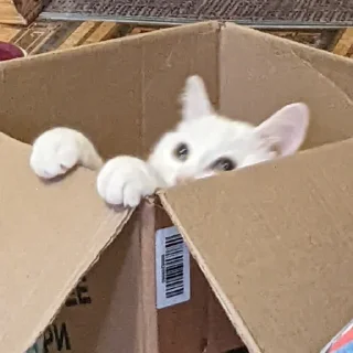 Стикер Мемные кисы - 7