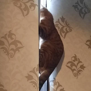 Стикер Мемные кисы - 6