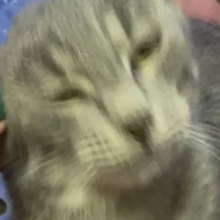 Стикер Мемные кисы - 4