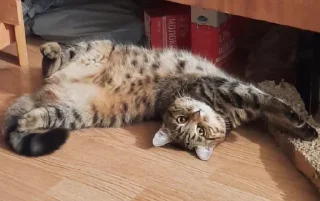 Стикер Мемные кисы - 2