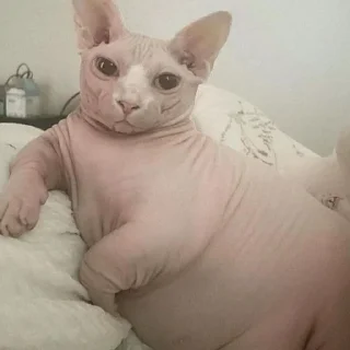 Стикер Мемные кисы - 0