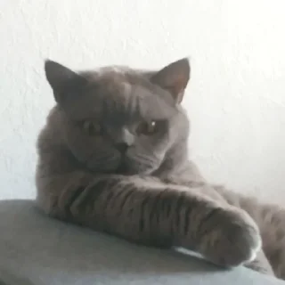 Стикер Мемные кисы - 1