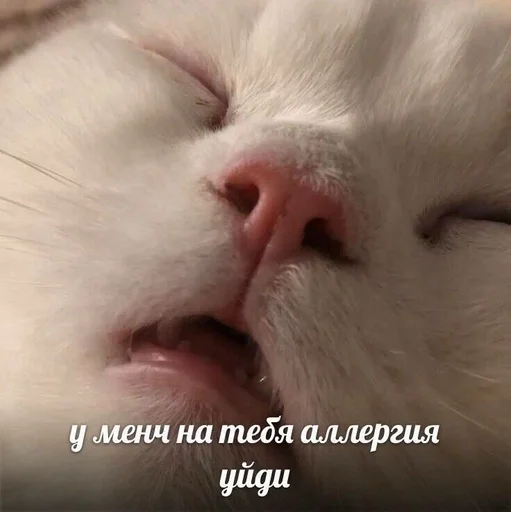 Стикер Mem :: @fStikBot - 6