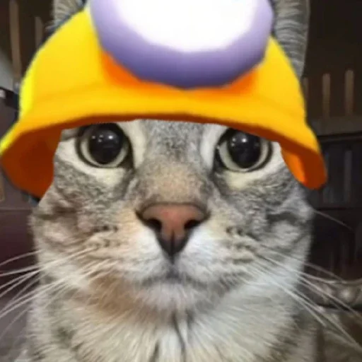 Стикер MemKotejko - 1