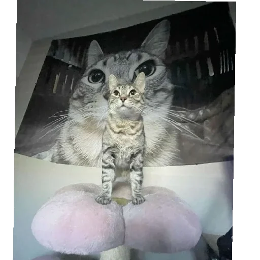 Стикер MemKotejko - 1