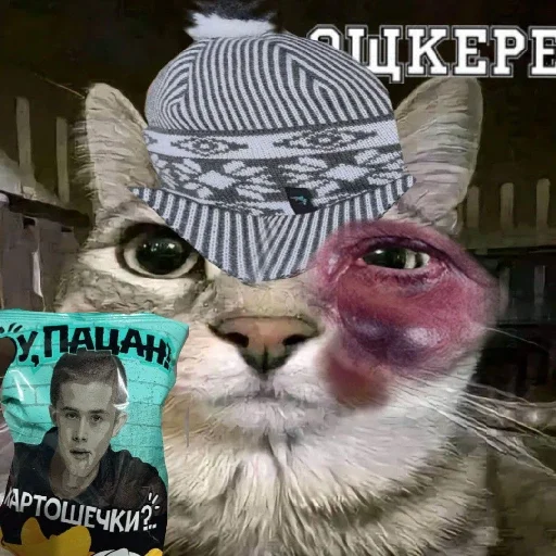 Sticker MemKotejko - 1