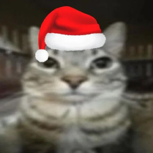 Стикер MemKotejko - 1