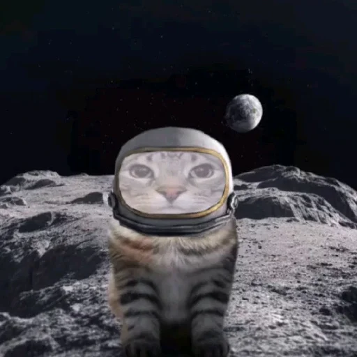 Sticker MemKotejko - 1