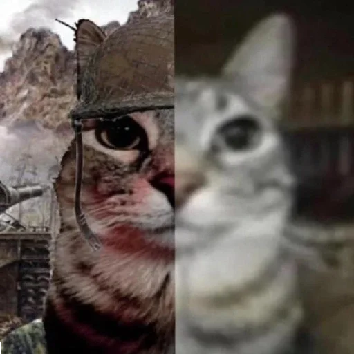 Sticker MemKotejko - 1