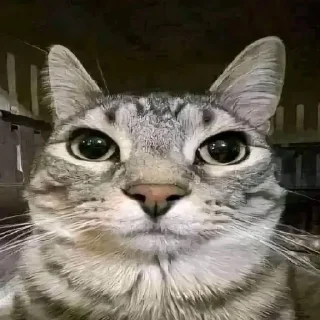 Sticker мем котейко - 7