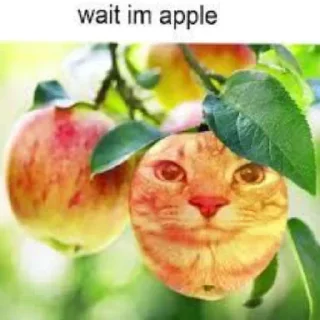 Sticker мем котейко - 6