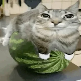 Sticker мем котейко - 1