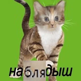 Sticker Memes_lol - 6