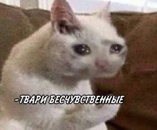 Sticker Мемы-Кристишки - 1