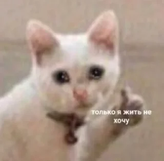 Sticker Мемы-Кристишки - 8