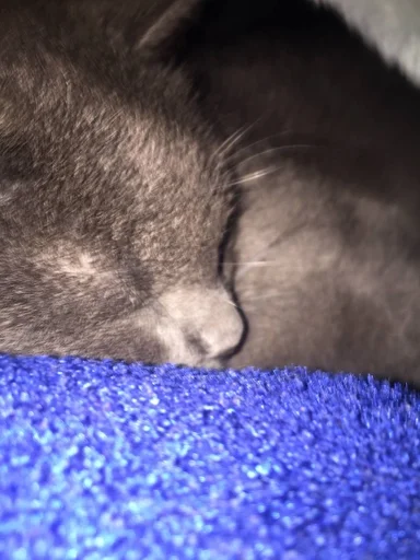 small to medium-sized cats mammal felidae